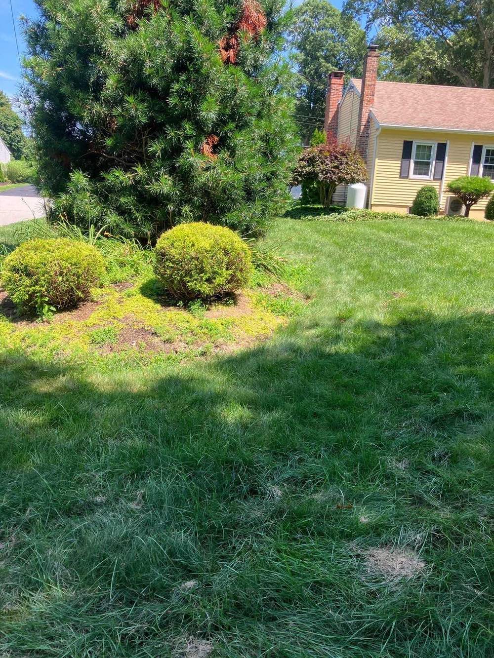 Rounded shrubs freshly trimmed beside a house in Groton, Connecticut
