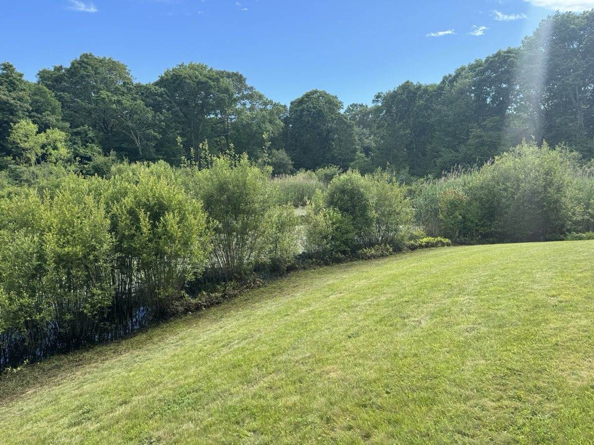 A heavy brush line running along the edge of a mown lawn at the water, before Outdoor Property Services cut it back