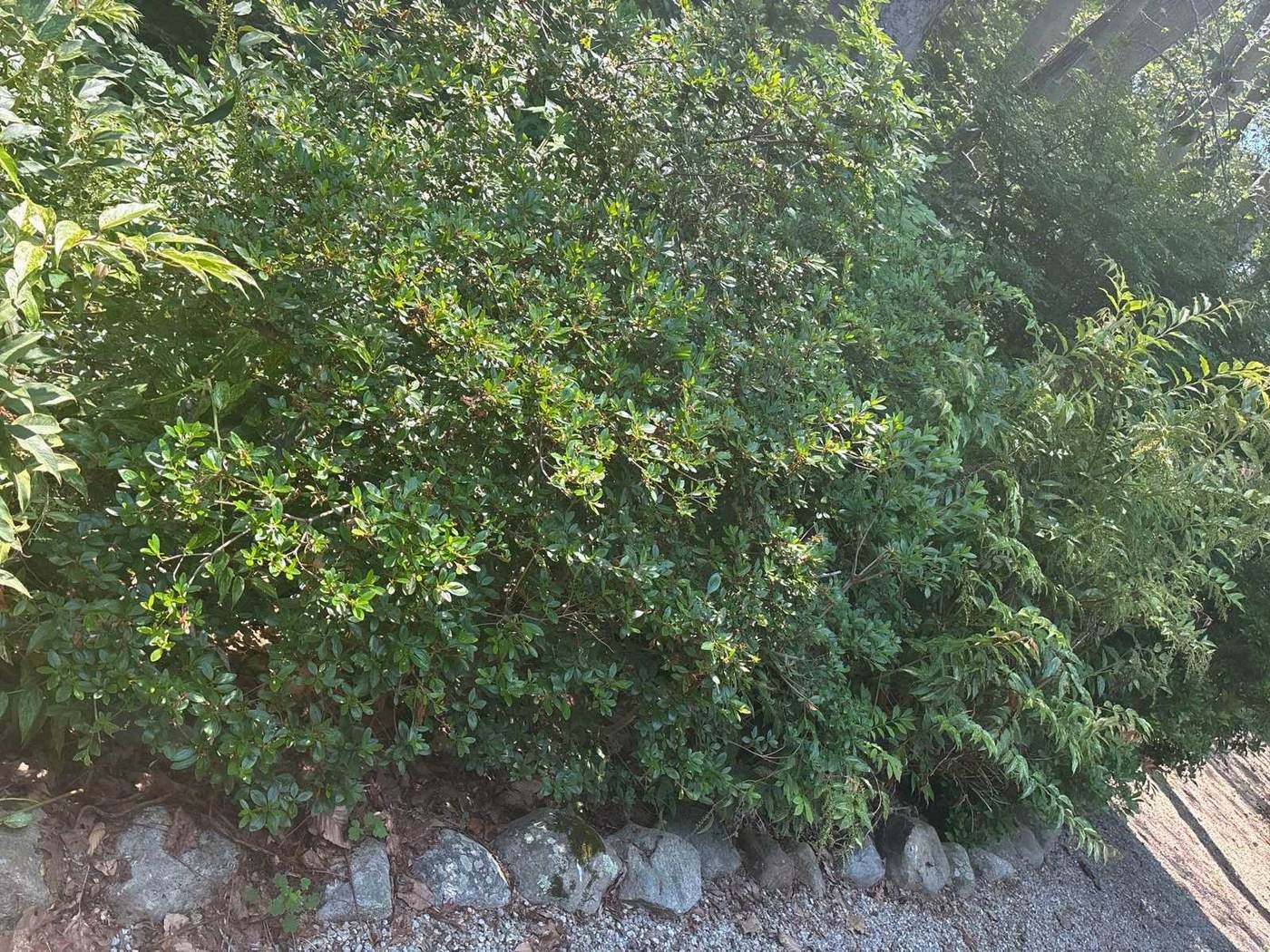 An overgrown bank closing in on a gravel edge in southeastern Connecticut, photographed before the cut