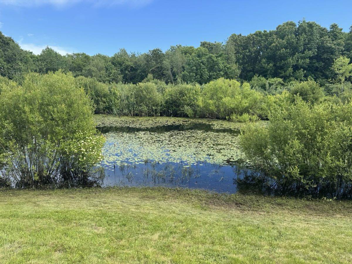 A pond with its banks grown in with heavy brush down to the water, the mown lawn stopping at the edge, before Outdoor Property Services cleared it