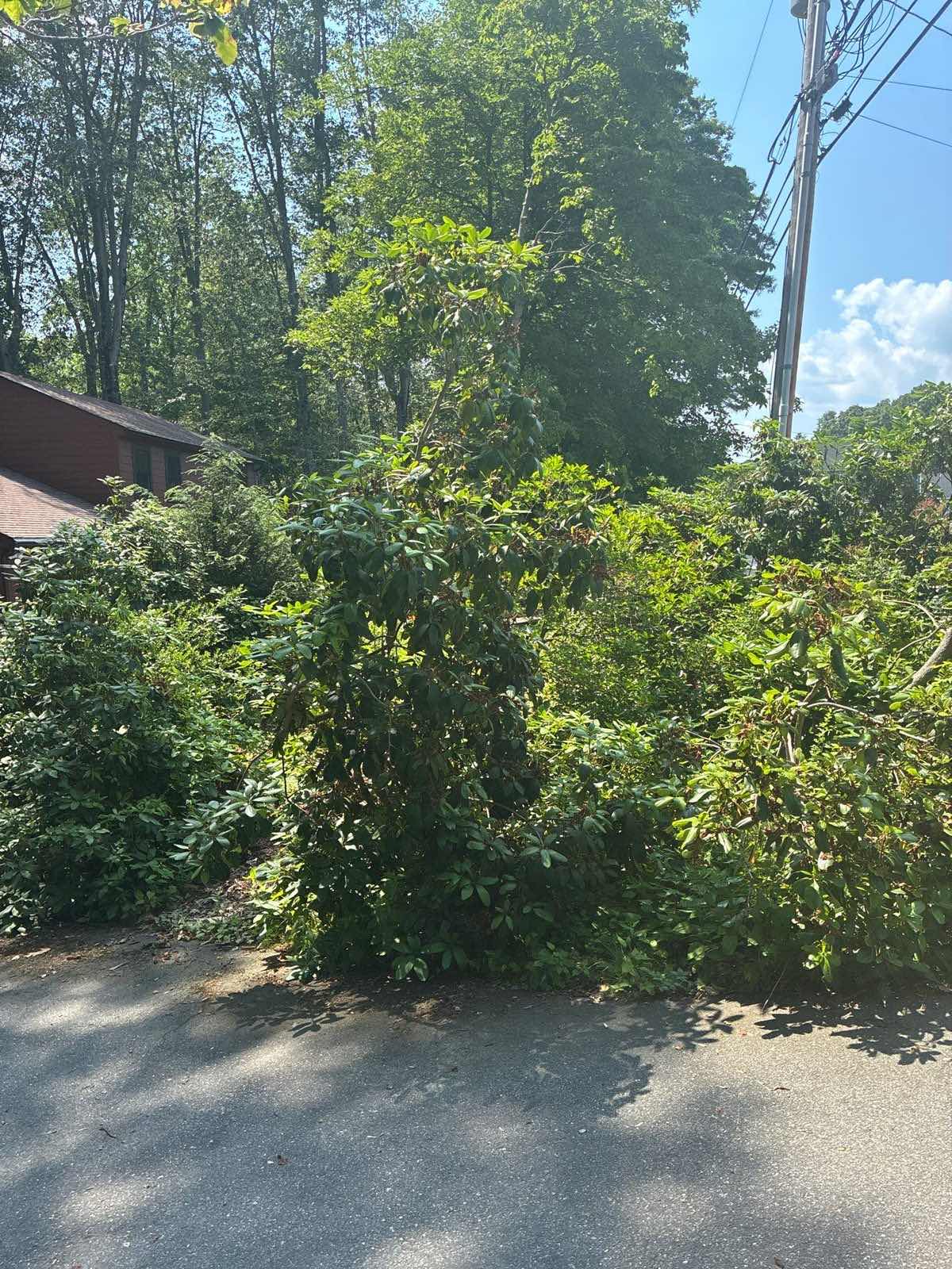 Roadside brush grown out over the pavement edge in Ledyard, Connecticut, before Outdoor Property Services cut it back