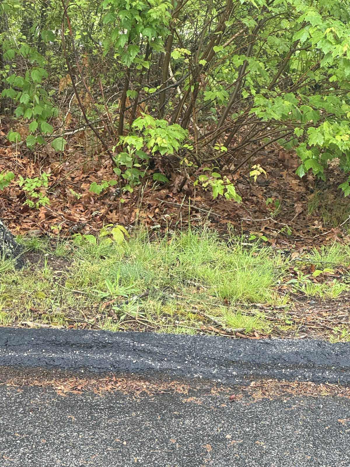 Heavy roadside growth crowding the pavement in southeastern Connecticut, before Outdoor Property Services cut it back