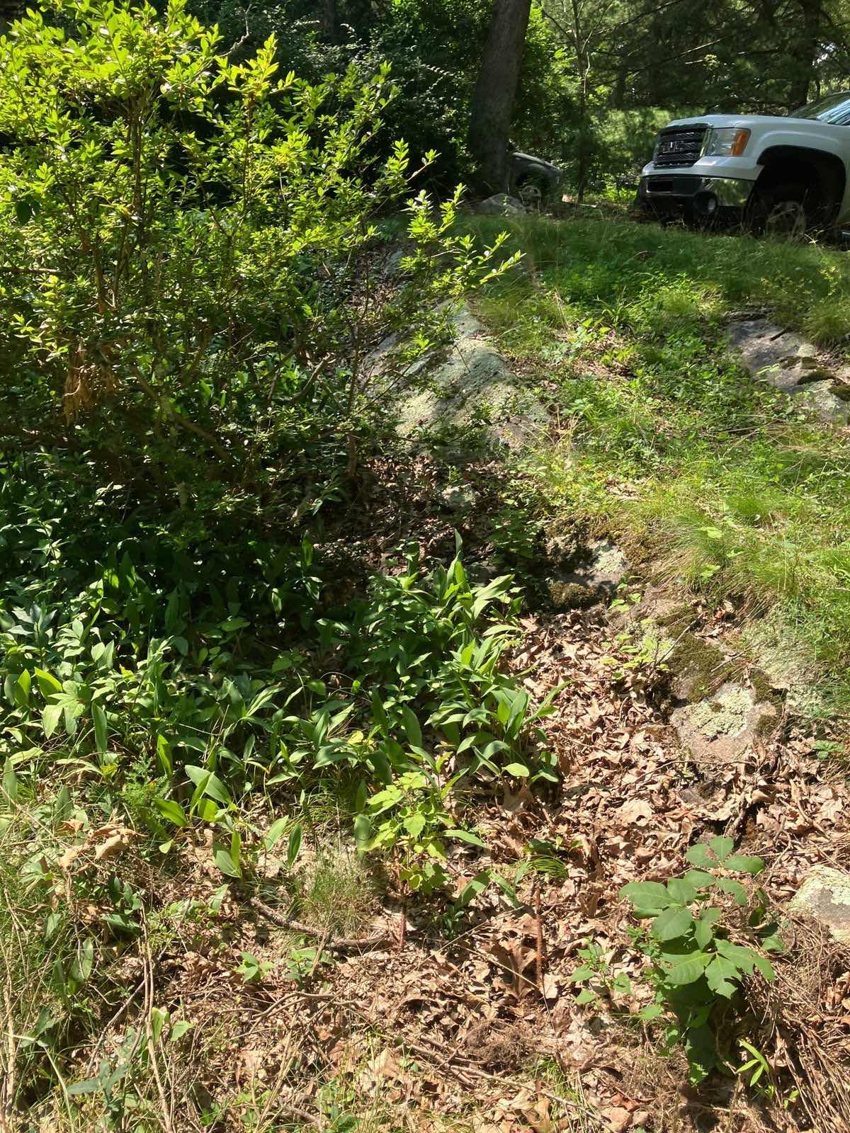 A rocky slope in Montville, Connecticut, under heavy growth, as Outdoor Property Services found it before clearing