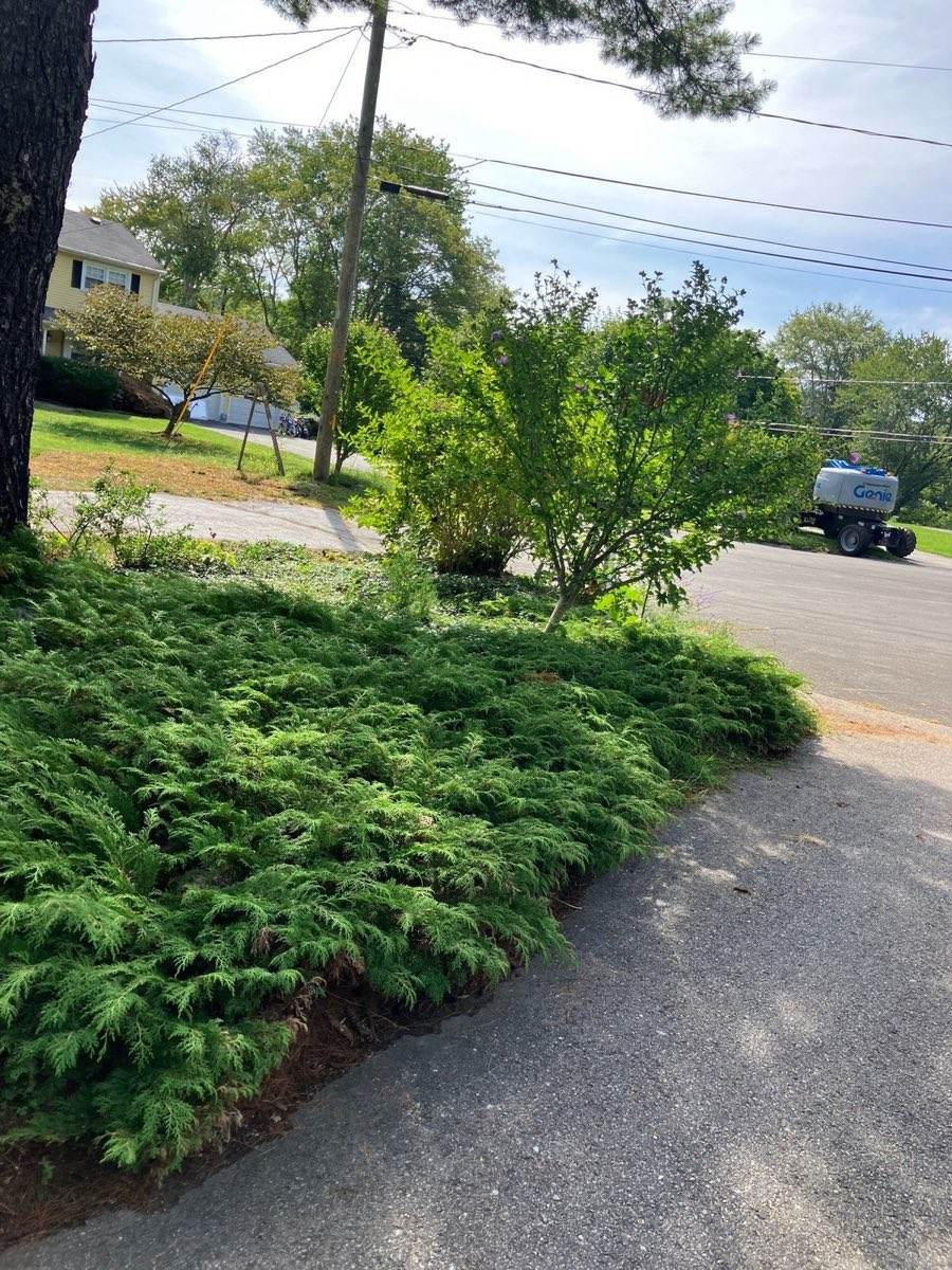 A clipped evergreen border running level down to the drive at an East Lyme, Connecticut, property