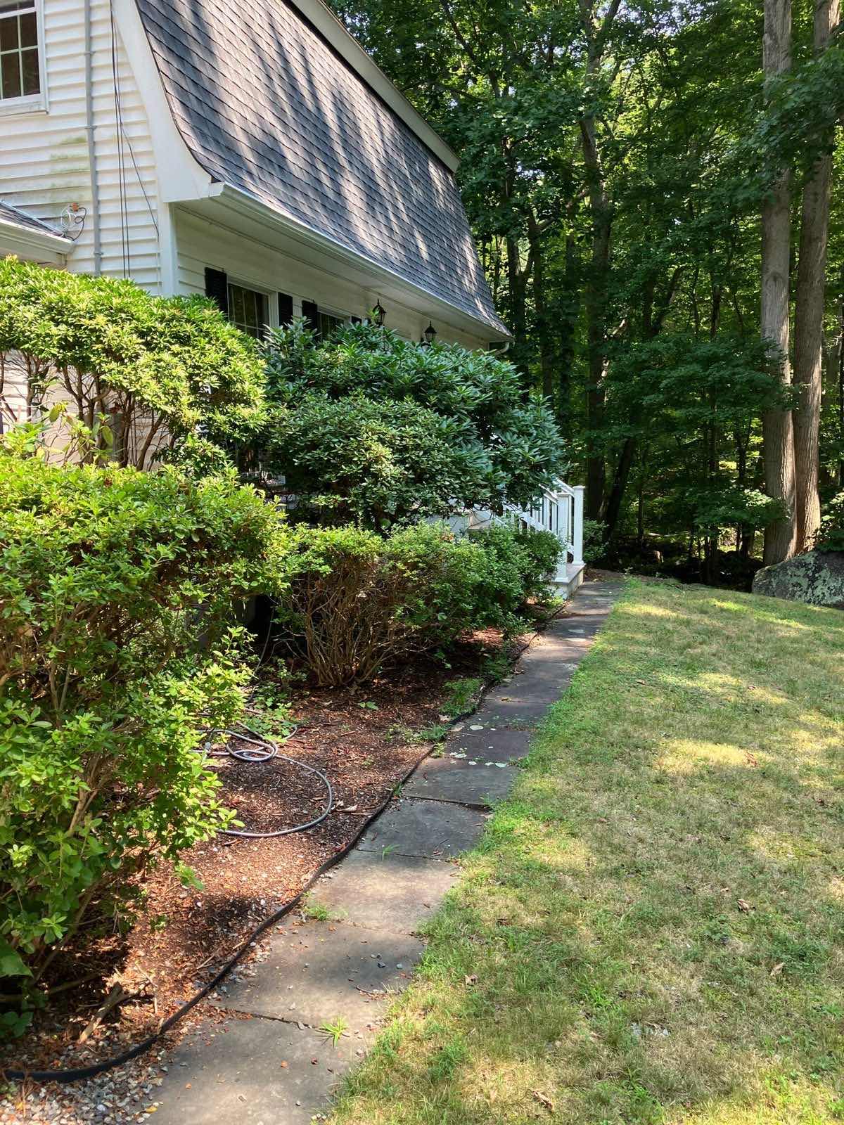 Foundation shrubs at an Old Lyme, Connecticut, property trimmed back off the walk and the siding by Outdoor Property Services
