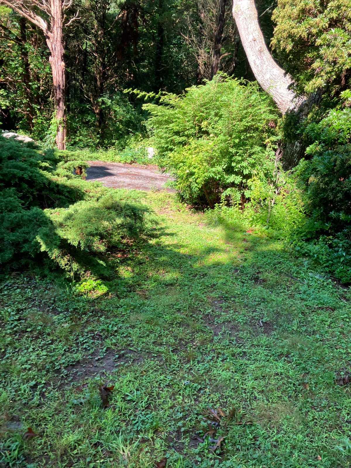 A shaded lawn cut down to the driveway between clipped evergreens on a Stonington, Connecticut property worked by Outdoor Property Services