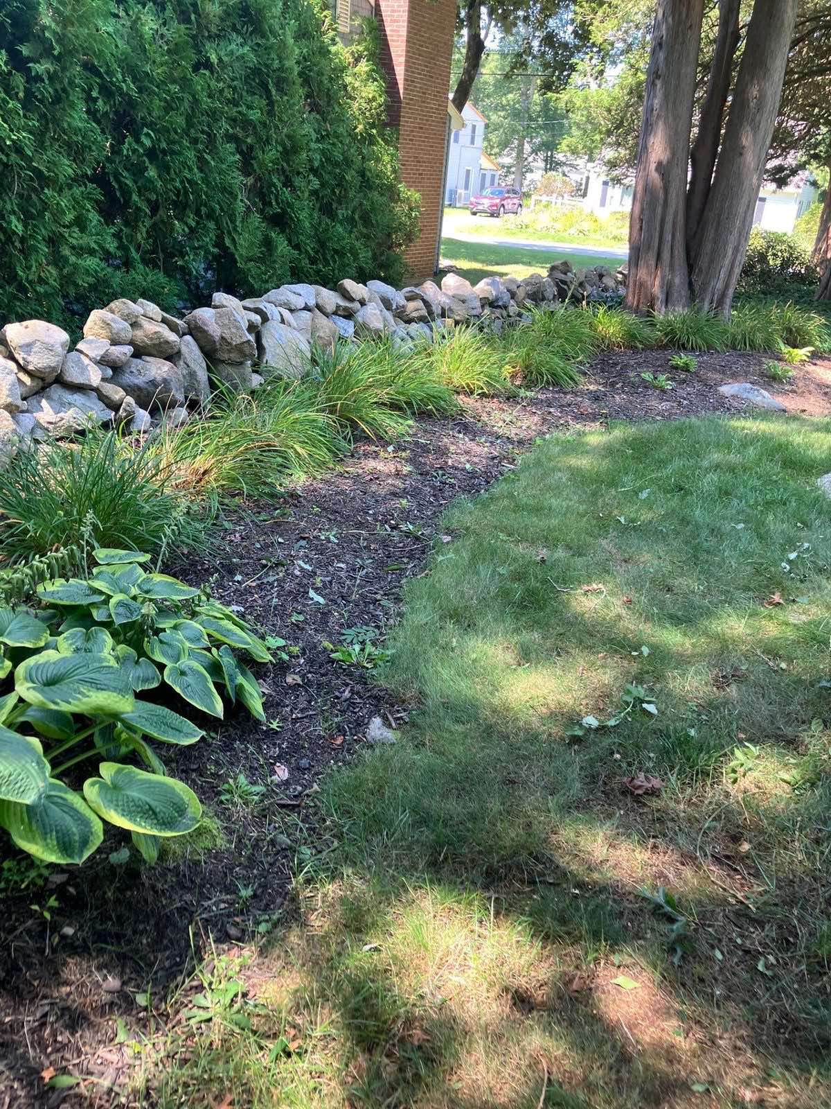 A bed on a Groton, Connecticut, property mulched along a stone wall by Outdoor Property Services, with hostas and grasses set in